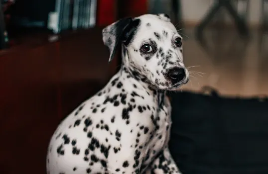 Dalmatian-Dog.webp