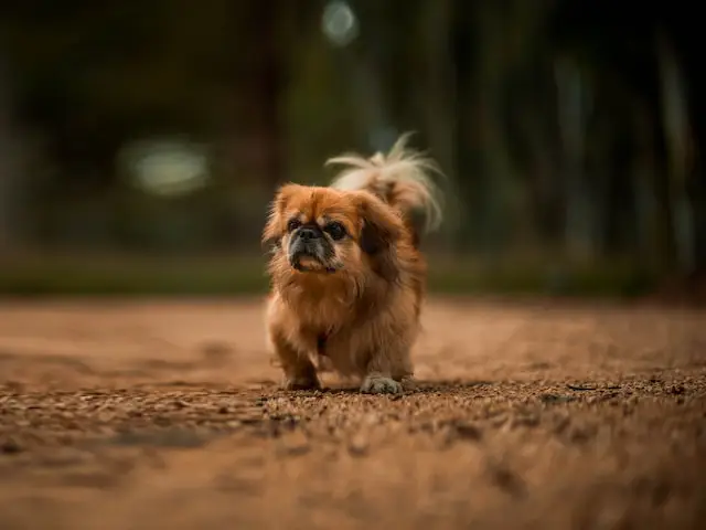 Pekingese.webp