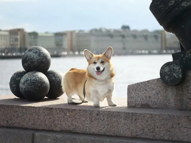 Pembroke Welsh Corgi.webp