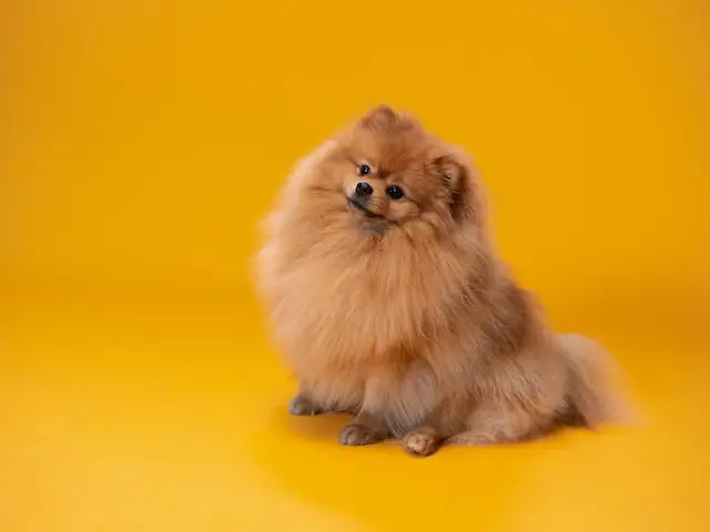 Pomeranian.webp