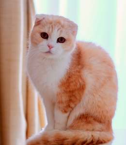 Scottish Fold Cat.jpg