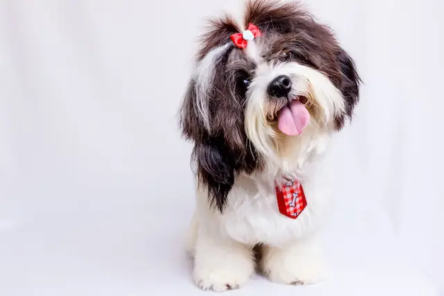 Shih Tzu.webp