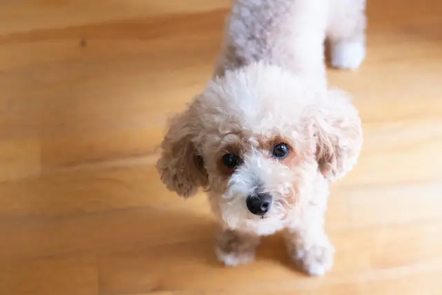 Toy Poodle.webp