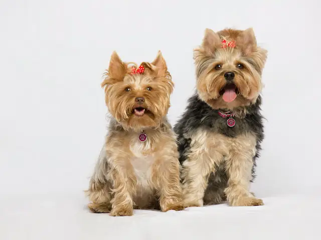 Yorkshire Terrier.webp