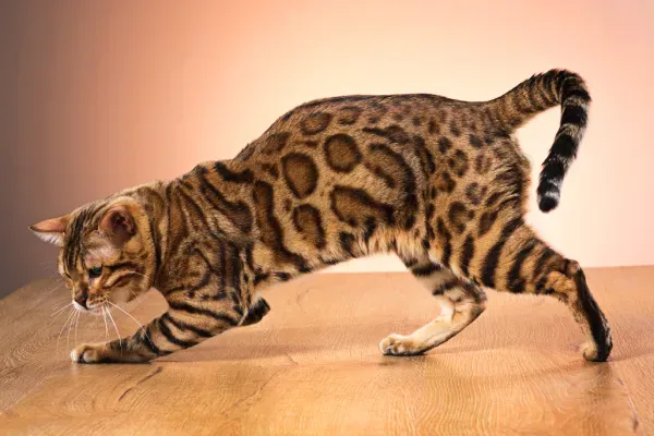 gold-bengal-cat 1.webp