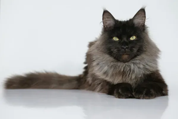 maine-coon 1.webp