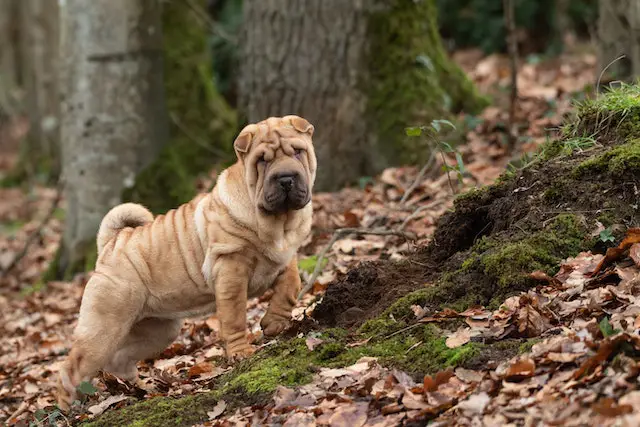 shar pei.webp